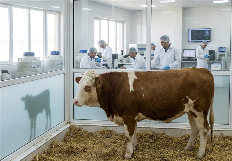 افزایش تولیدات دام سنگین در پاییز ۱۴۰۴