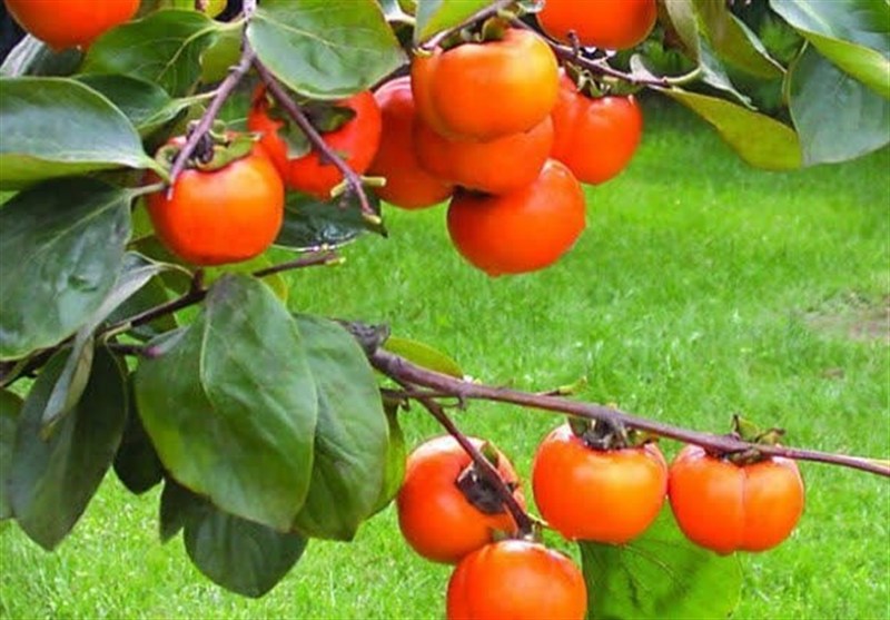 هستهای در کشاورزی ــ ۸۱ |اثر فناوری هستهای در نگهداری «خرمالو»