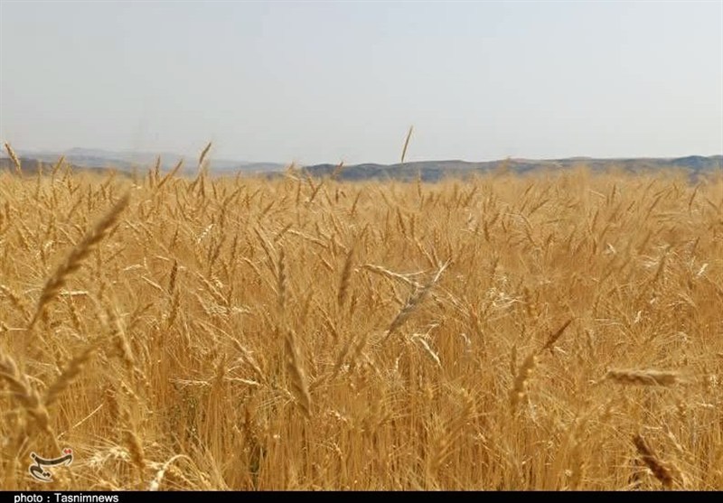 پیشنهاد گندم ۵۲هزارتومانی به دولت