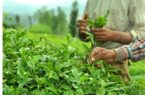 ۴۴ هزار تن برگ سبز چای خریداری شد/ آغازچین دوم چای از اواخر خرداد