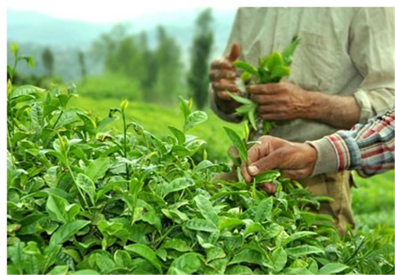 ۴۴ هزار تن برگ سبز چای خریداری شد/ آغازچین دوم چای از اواخر خرداد