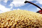 کاهش ۷.۴درصدی میانگین قیمت جهانی سویای صادراتی در ۲۰۲۵؛ سهم ایران از بازار جهانی چقدر است؟ کاهش ۷.۴درصدی میانگین قیمت جهانی سویای صادراتی در ۲۰۲۵؛ سهم ایران از بازار جهانی چقدر است؟