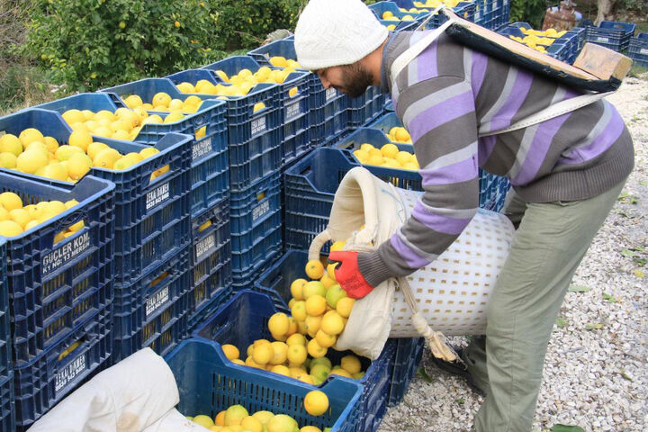 صادرات جهانی لیمو و لیموترش به ۴.۸میلیارد دلار رسید؛ ایران در رتبه ۵۴ جهان