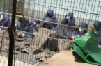 محرومیت از ابتدایی‌ترین حقوق انسانی؛ وضعیت اسیران فلسطینی در زندان‌های رژیم صهیونیستی