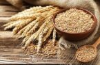 استرالیا در صدر صادرات جهانی جو؛ ایران در میان کشورهای دارای کسری تجاری