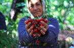 صادرات جهانی گیلاس به ۵.۸۵میلیارد دلار رسید؛ ایران در جایگاه ۳۲ صادراتی
